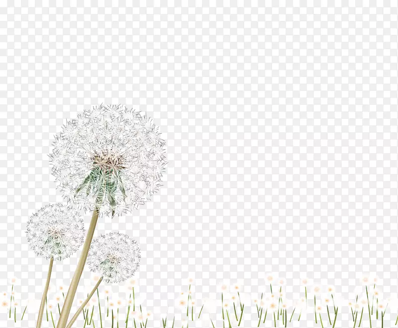 花瓣图案-白色蒲公英