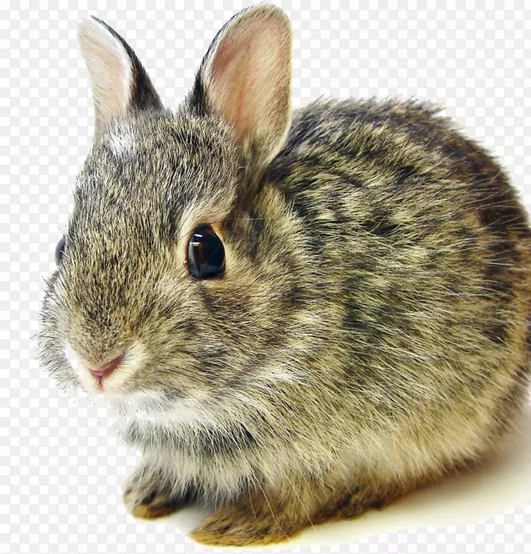 佛兰芒大兔子迷你兔荷兰矮兔东棉花兔