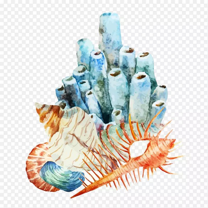 珊瑚礁水彩画插图海螺插图