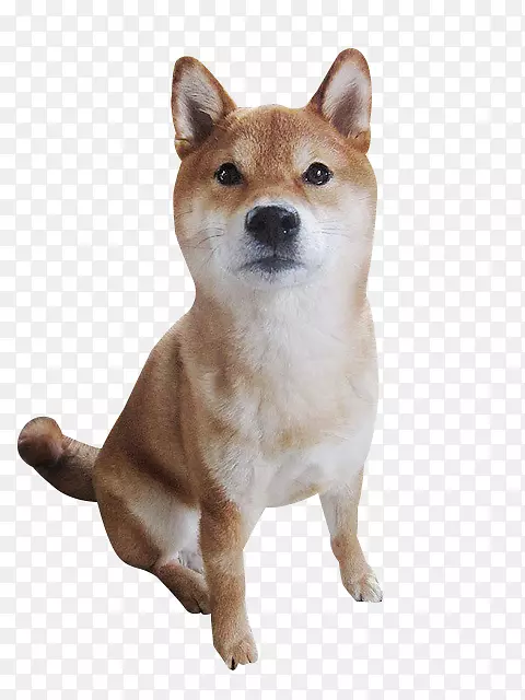 Shiba Inu芬兰斯皮兹，北海道狗，秋田犬-可爱的石坝犬