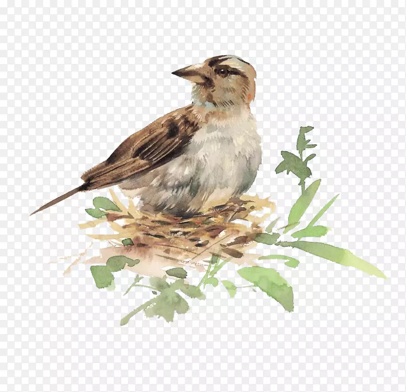 鸟类水彩画插图-鸟巢中的鸟