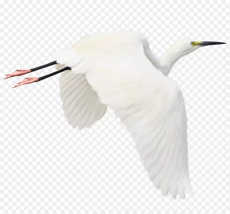 鸟鹭白鹳白鹤