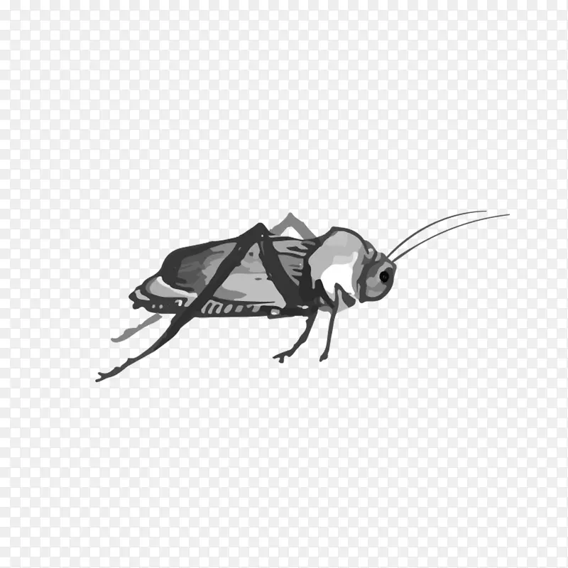 蟑螂-西瓜蝗虫