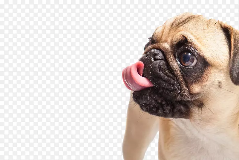 法国斗牛犬品种-吐出皮肤的舌头