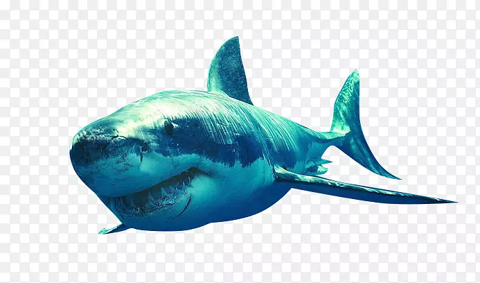 鲨鱼布鲁斯剪贴画-深海鲨鱼