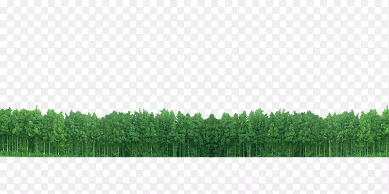 草坪草绿角型森林