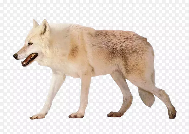 捷克斯洛伐克狼狗北极狼阿拉斯加冻原狼图像分辨率-白狼