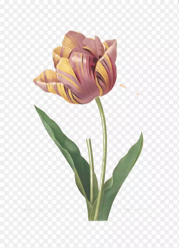 郁金香版画玫瑰花插图-美丽的郁金香皇后图片材料