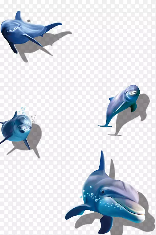 海豚鲨鱼插图-海洋海豚