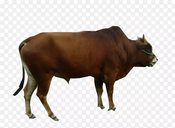 奶牛、牛.黄牛