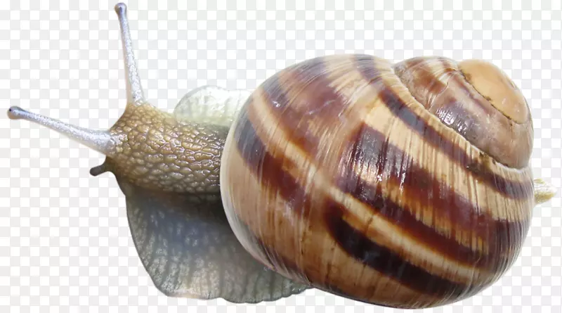 蜗牛图标-爬行蜗牛