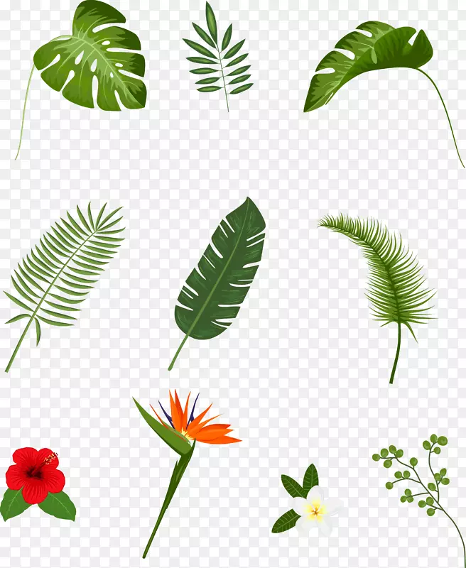 热带植物手绘叶