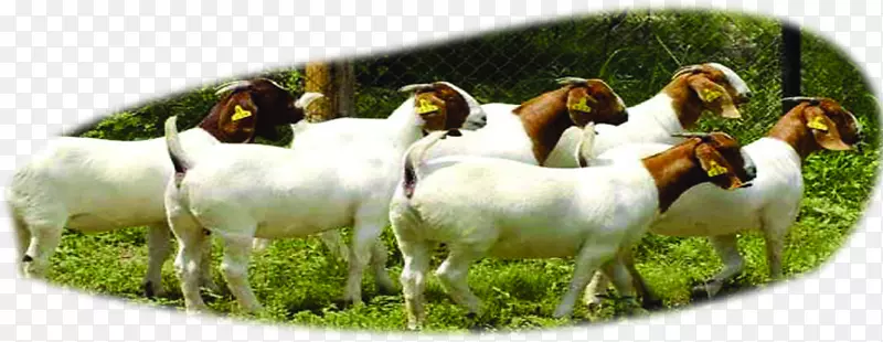 波尔山羊肉牛羊u9b6fu897fu9ec3u725b-群林