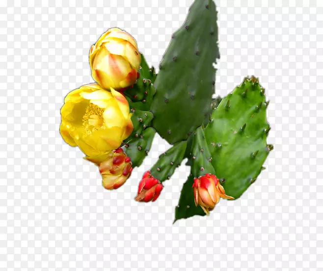 仙人掌科肉质植物谷歌图片仙人掌黄花