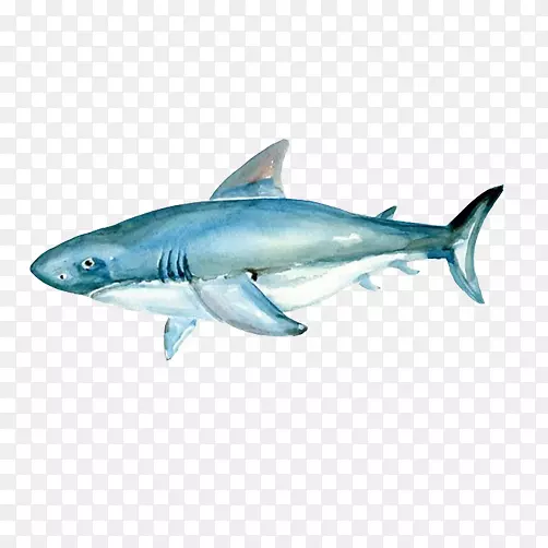 虎鲨水彩画大白鲨材料图片