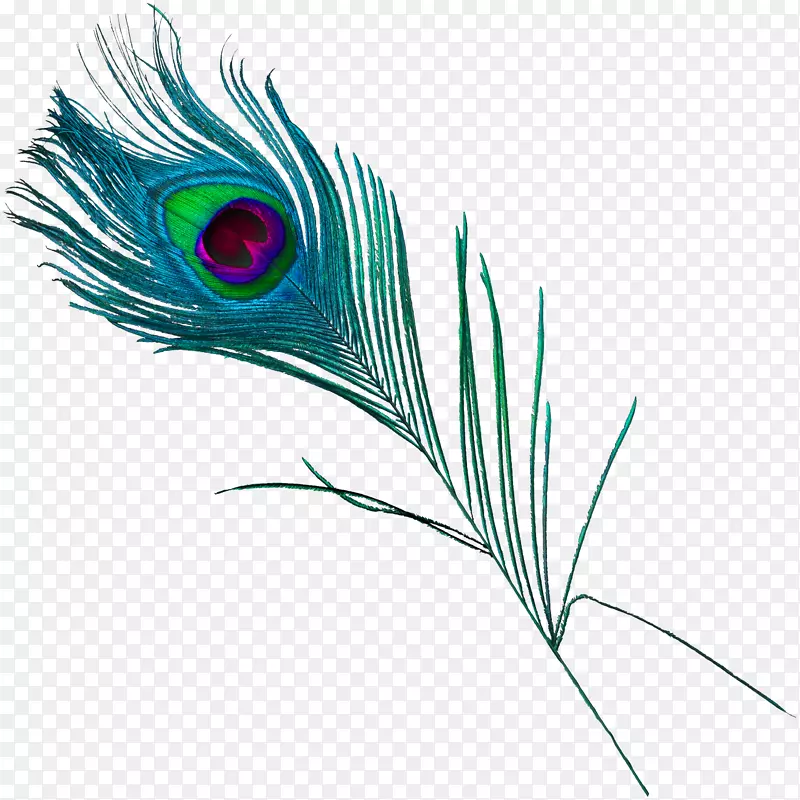 羽毛孔雀-美丽的孔雀羽毛