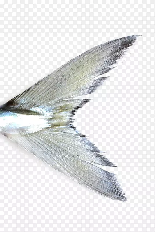 鱼水彩画鲭鱼头鱼银鱼