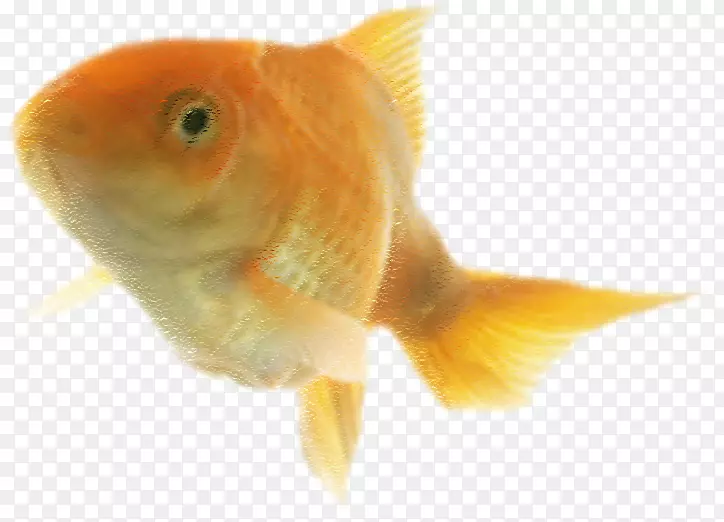 金鱼饲养鱼骨鱼.黄色金鱼游泳