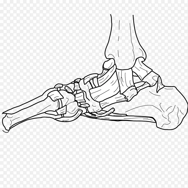人体关节骨-人体骨骼