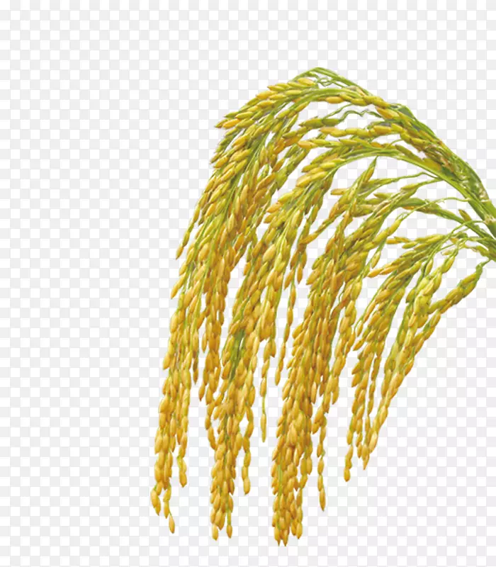 米糠油作物水稻