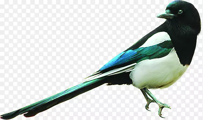 欧亚喜鹊鸟冬季-创造冬季鸟类