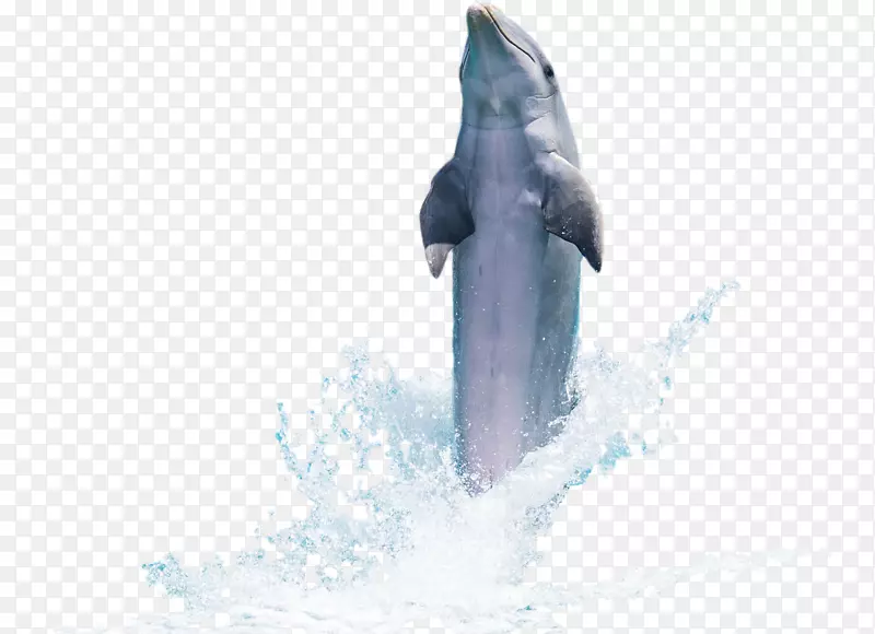海豚图标-海豚