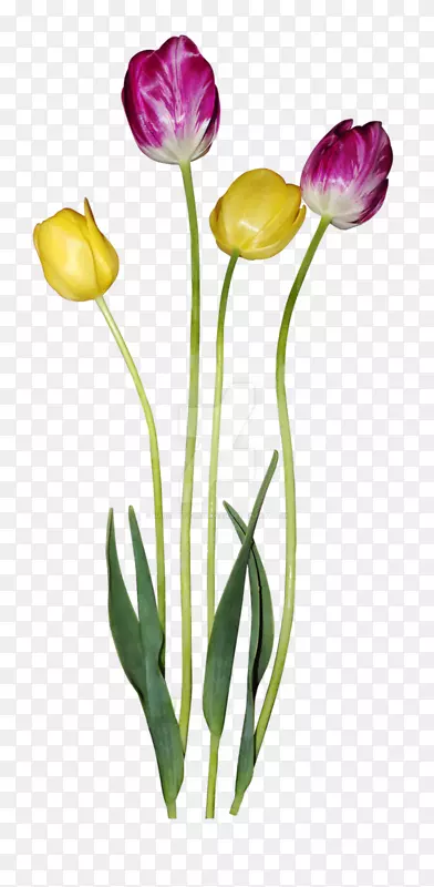 郁金香花瓣-郁金香