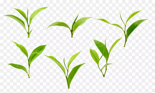 绿茶叶茶树砧木摄影.绿茶