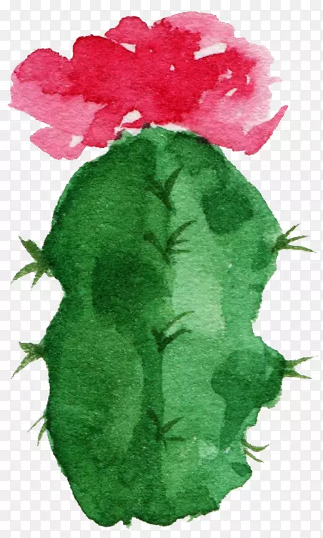 纸仙人科水彩画肉质植物-森系审美仙人掌