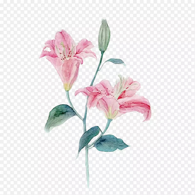 百合粉红玫瑰-创意手绘粉红百合