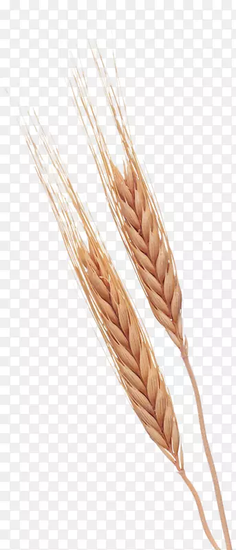谷歌图片搜索引擎插图-成熟小麦
