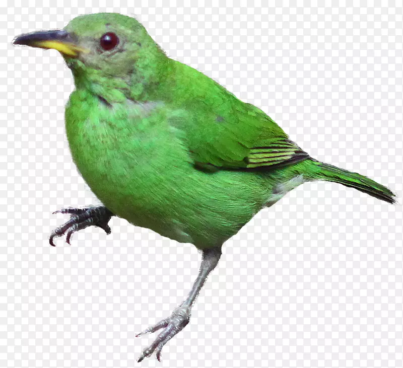 鸟类鹦鹉火鸡秃鹫绿色蜜腺剪贴画-绿色小麻雀