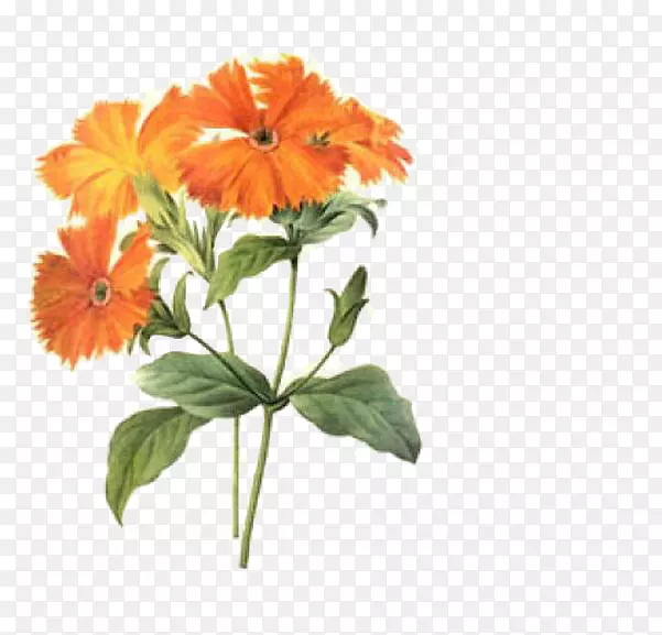 皮埃尔？约瑟夫？雷德塞克斯9(1759-1840)-菊花
