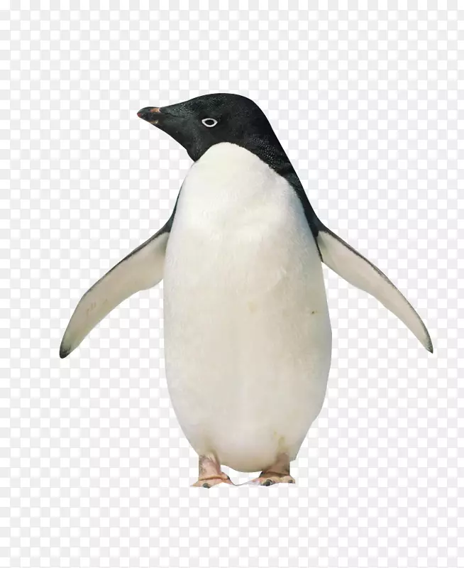 南极企鹅王你好，企鹅！-站着的企鹅