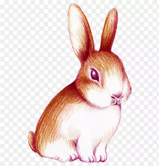 兔水彩画.手绘水彩兔