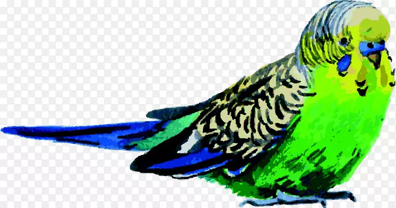 鹦鹉水彩画-绿鸟