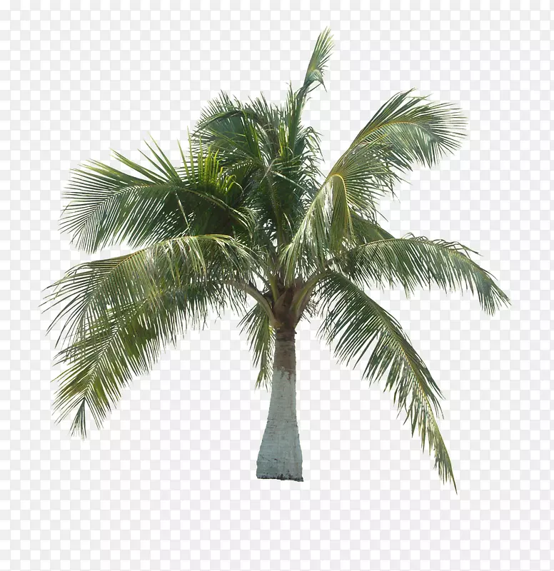 亚洲棕榈椰子树，槟榔科-椰子树