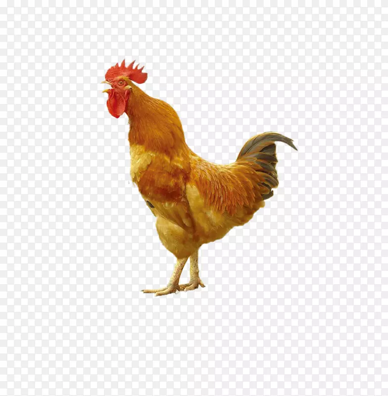 鸡鹌鹑孵化器家禽-公鸡