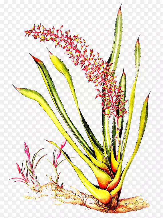 亚马逊森林的花朵：玛格丽特的植物学艺术亚马逊热带雨林插图手绘芦荟
