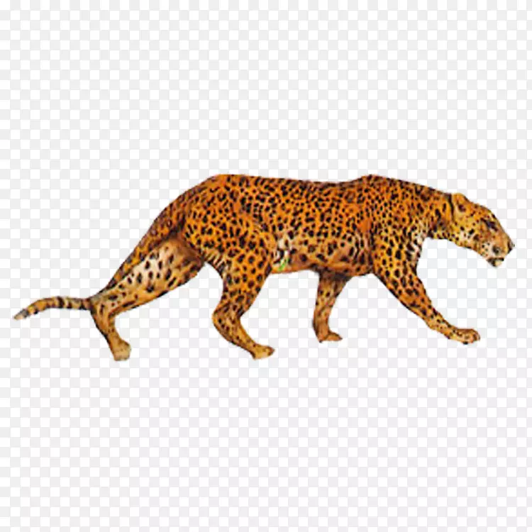 印度豹-豹