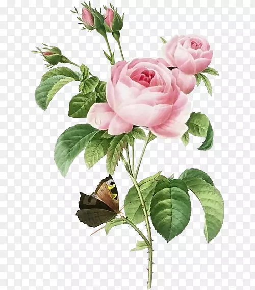 皮埃尔·约瑟夫·雷德塞克斯9(1759-1840)玫瑰花画AllPosters.com版画-玫瑰蝴蝶