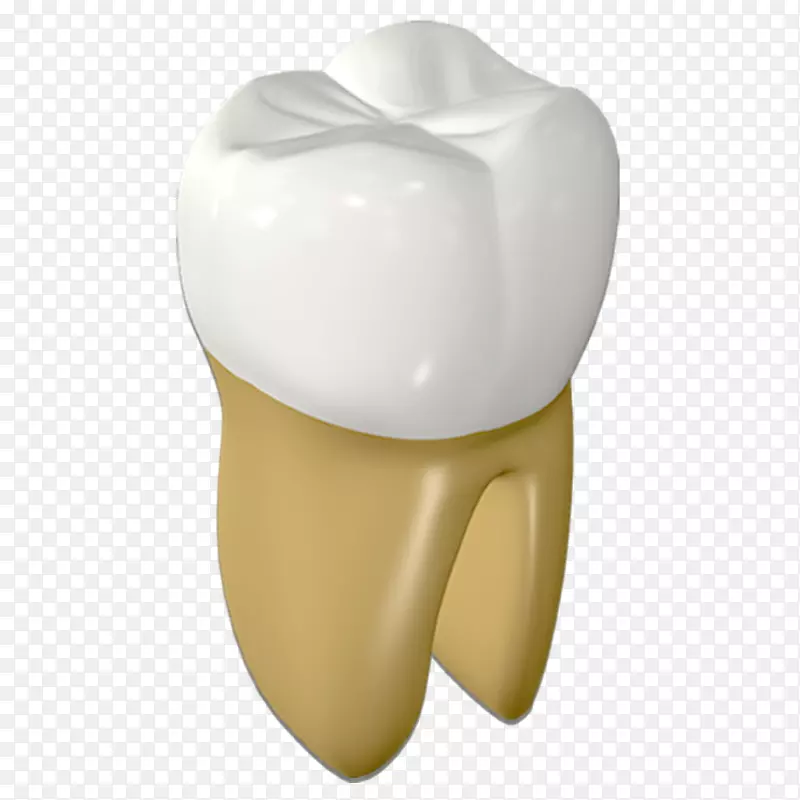 人类牙齿-强健的牙齿