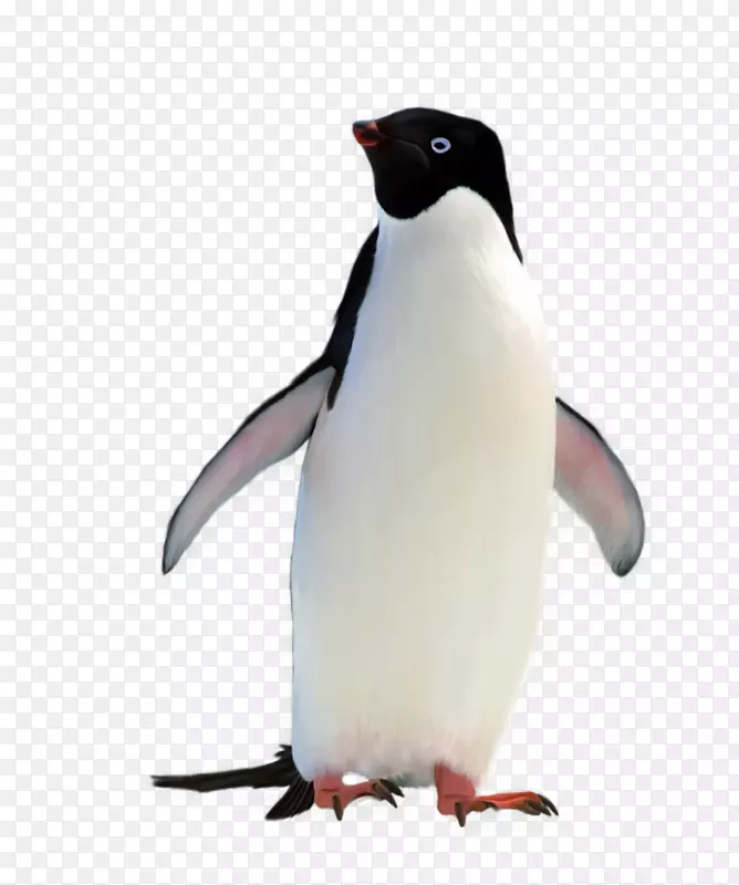 企鹅壁纸-南极企鹅材料