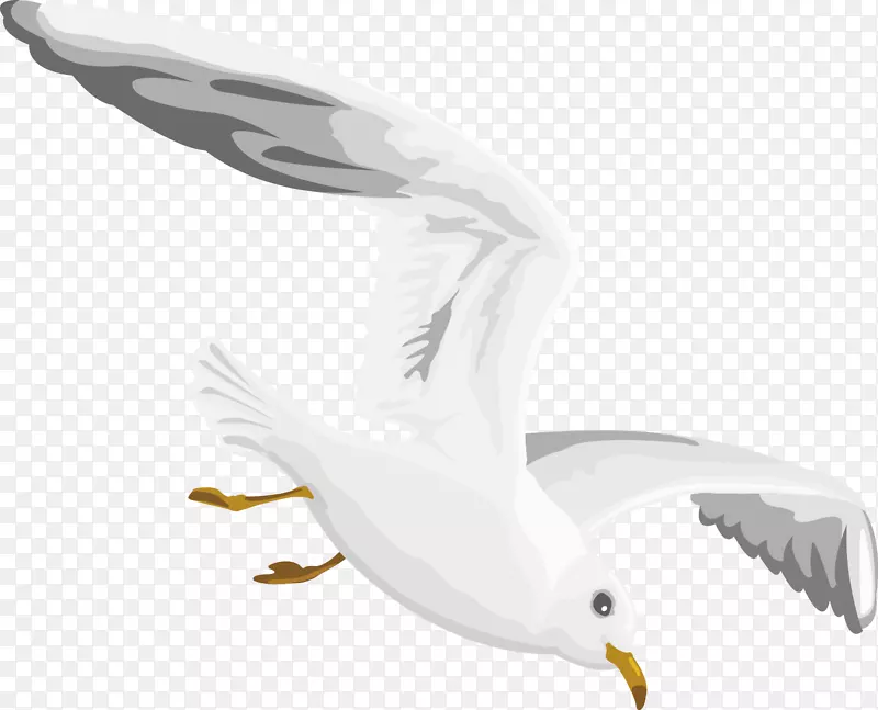 海鸥欧洲鲱鱼海鸥-飞海鸥装饰设计