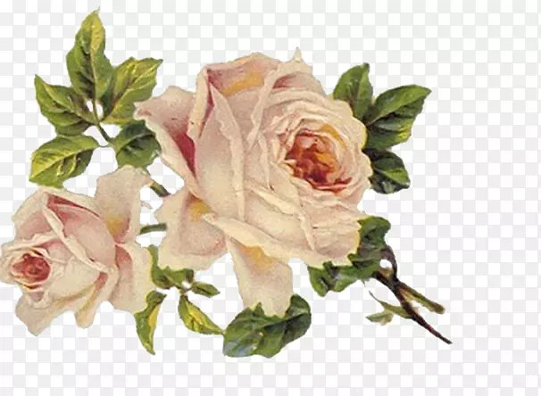 玫瑰花服装剪贴画-牡丹