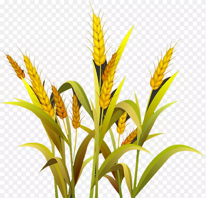麦草麦芽谷歌图片-小麦