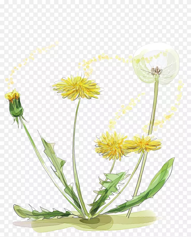 蒲公英水彩画植物花束