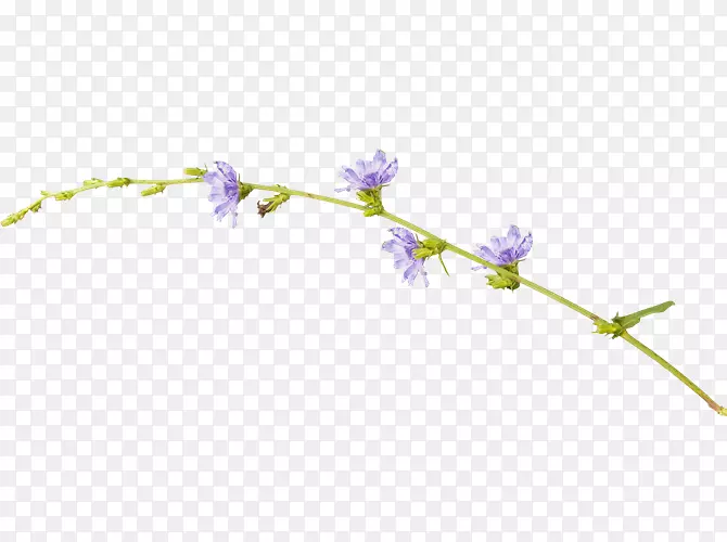 紫色剪贴画-紫丁香花