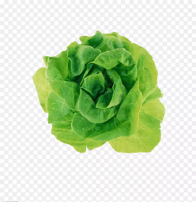 Adobe插画教程CorelDraw-绿卷心菜