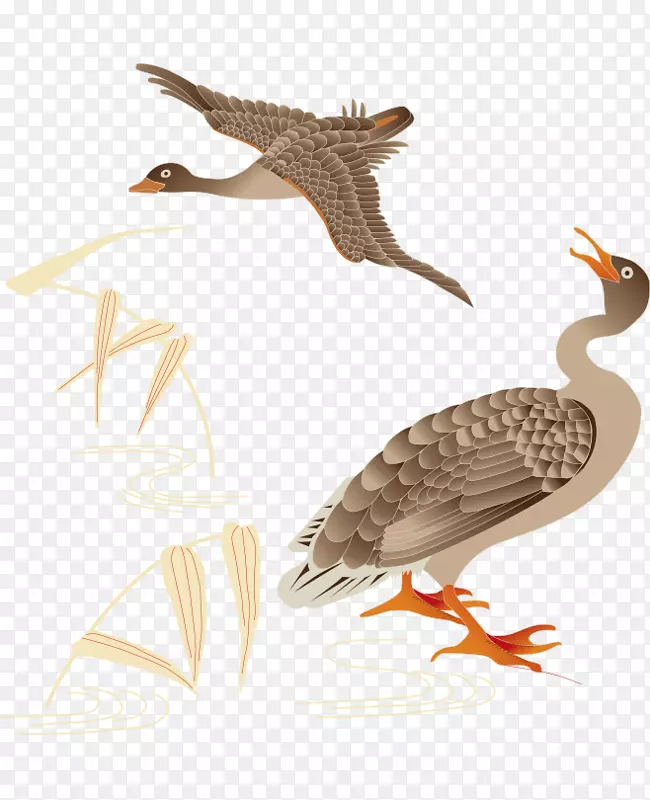 鸭鸟、野鸭、麻雀-卡通画的涟漪射飞鸟